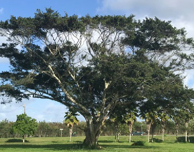 Bạn đang lo lắng cho sức khỏe của cây banyan trong khu vực của mình? Bạn có thể đang gặp sâu đục thân gây hại cho cây của bạn. Đừng lo lắng, North Shore News có một bài viết thú vị về vấn đề này. Hãy xem ảnh để học thêm về cách phòng ngừa và đối phó với sâu đục thân.
