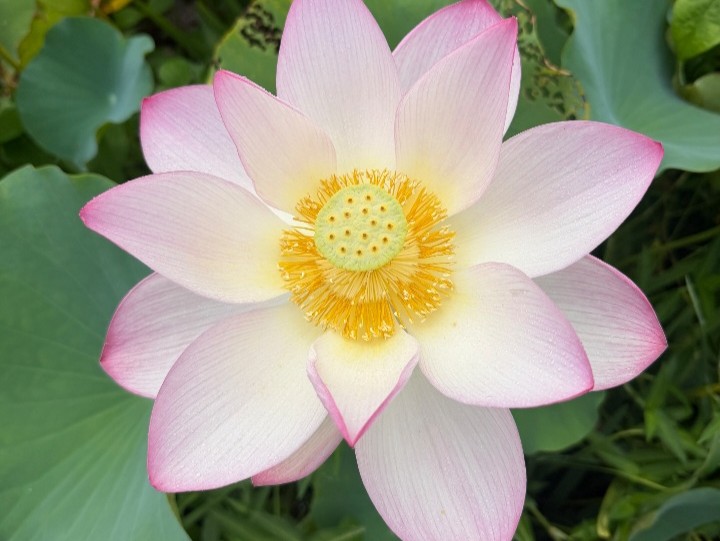 Waialua Wonder Lotus Thrives